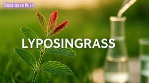 Lyposingrass